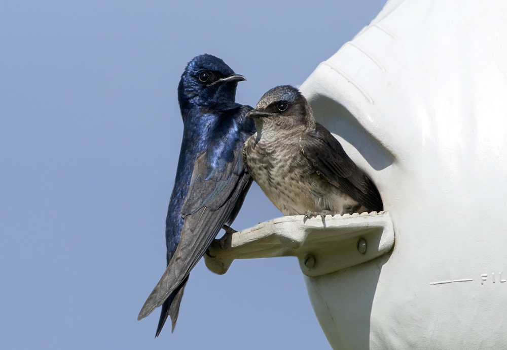 Adult male and female purple martin birds appearing on the perch of a commercial made poly supergourd